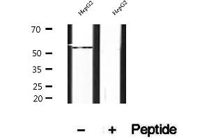 Western blot analysis of extracts of HepG2 cells, using SHMT1 antibody. (SHMT1 Antikörper  (Internal Region))