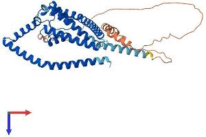 KCNK3 Protein (AA 1-394) (His tag)