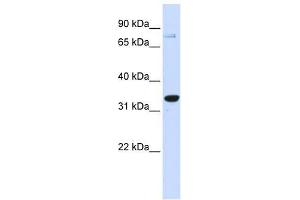 Western Blot showing POU5F1 antibody used at a concentration of 1-2 ug/ml to detect its target protein. (OCT4 Antikörper  (Middle Region))