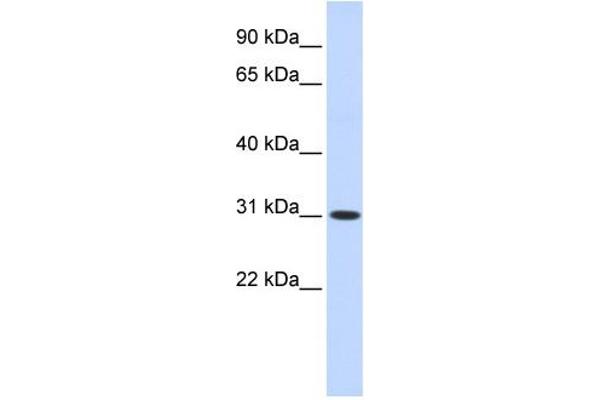 CYB5D2 Antikörper  (N-Term)