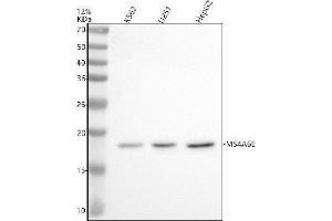 Western blot analysis of MS4A6E using anti-MS4A6E antibody (ABIN7825533).