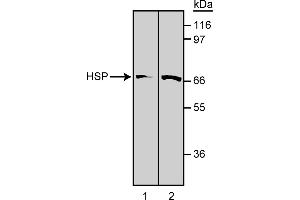 Western Blotting (WB) image for anti-Heat Shock Protein 70 (HSP70) antibody (ABIN967447) (HSP70 Antikörper)