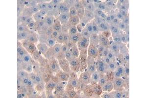 Used in DAB staining on fromalin fixed paraffin- embedded Kidney tissue (PRODH Antikörper  (AA 398-551))