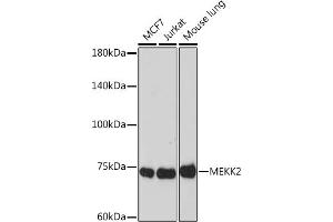Western blot analysis of extracts of various cell lines, using MEKK2 Rabbit mAb (ABIN7268649) at 1:1000 dilution. (MAP3K2 Antikörper)