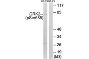 Western Blotting (WB) image for anti-Adrenergic, Beta, Receptor Kinase 1 (ADRBK1) (AA 640-689), (pSer685) antibody (ABIN1532117)