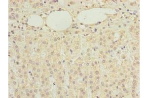 Immunohistochemistry of paraffin-embedded human adrenal gland tissue using ABIN7168321 at dilution of 1:100 (RBMS2 Antikörper  (AA 1-407))