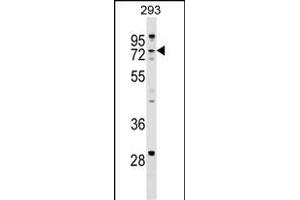 ZCCHC8 Antibody (C-term) (ABIN1537473 and ABIN2849219) western blot analysis in 293 cell line lysates (35 μg/lane). (ZCCHC8 Antikörper  (C-Term))