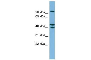 EXOC5 antibody used at 1 ug/ml to detect target protein. (EXOC5 Antikörper  (N-Term))