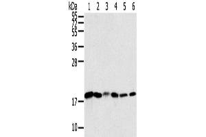 Western Blotting (WB) image for anti-Sorting Nexin 3 (SNX3) antibody (ABIN2433899) (Sorting Nexin 3 Antikörper)