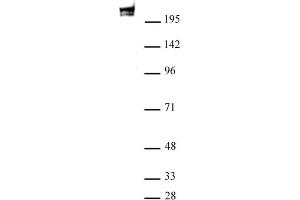 RNA pol II antibody (mAb) (Clone 1F4B6) tested by Western blot. (POLR2A/RPB1 Antikörper)