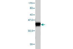 Western Blotting (WB) image for anti-E74-Like Factor 1 (Ets Domain Transcription Factor) (ELF1) (AA 421-520) antibody (ABIN560728)