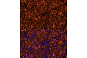 Immunofluorescence analysis of mouse pancreas using SERPINI2 Polyclonal Antibody (ABIN6131321, ABIN6147617, ABIN6147618 and ABIN6215429) at dilution of 1:100 (40x lens). (SERPINI2 Antikörper  (AA 56-405))