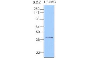 Western Blotting (WB) image for anti-Clusterin (CLU) antibody (ABIN306419)