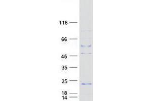 Validation with Western Blot (C10orf82 Protein (Myc-DYKDDDDK Tag))