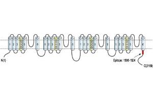 Representative domain view of the target of ABIN7884821.