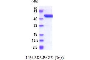 SDS-PAGE (SDS) image for serpin Peptidase Inhibitor, Clade B (Ovalbumin), Member 8 (SERPINB8) (AA 1-374) protein (His tag) (ABIN5854005)