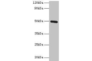 Western blot All lanes: CLEC18A antibody at 2 μg/mL + Mouse stomach tissue Secondary Goat polyclonal to rabbit IgG at 1/10000 dilution Predicted band size: 50, 12 kDa Observed band size: 50 kDa (CLEC18A Antikörper  (AA 27-446))