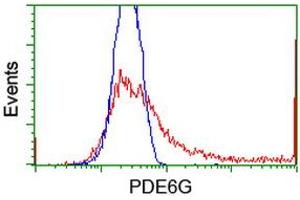 Flow Cytometry (FACS) image for anti-phosphodiesterase 6G, CGMP-Specific, Rod, gamma (PDE6G) antibody (ABIN1500095) (PDE6G Antikörper)
