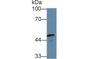 Western Blot; Sample: Mouse Testis lysate; Primary Ab: 5µg/ml Rabbit Anti-Human CASP10 Antibody Second Ab: 0.