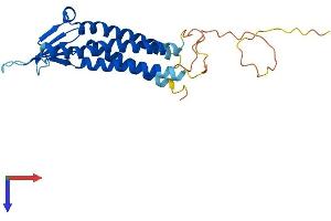 Claudin 12 Protein (CLDN12) (AA 1-244) (His tag)