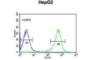 Flow cytometric analysis of HepG2 cells (right histogram) compared to a negative control cell (left histogram) using PYCR1  Antibody (C-term), followed by FITC-conjugated goat-anti-rabbit secondary antibodies. (PYCR1 Antikörper  (C-Term))