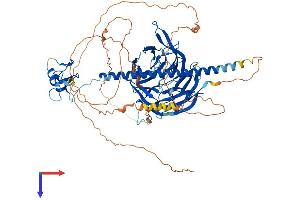 RFWD3 Protein (AA 1-774) (His tag)