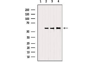 Western blot analysis of extracts from various samples, using SRP68 Antibody. (SRP68 Antikörper  (C-Term))