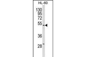 Western blot analysis of SELENBP1 Antibody (C-term) (ABIN652814 and ABIN2842531) in HL-60 cell line lysates (35 μg/lane).