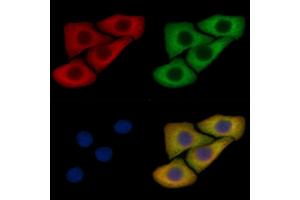 Phospho-Syntaxin 1A (Ser14) Mouse Monoclonal Antibody staining Hela cells by IF/ICC. (STX1A Antikörper  (pSer14))