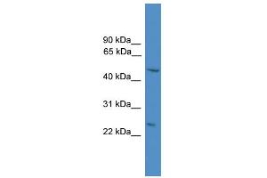 WB Suggested Anti-DRAM  Antibody Titration: 0. (DRAM Antikörper  (N-Term))