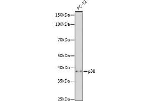 Western blot analysis of extracts of PC-12 cells, using p38 MAPK antibody (ABIN7268615) at 1:500 dilution. (MAPK14 Antikörper  (AA 1-360))