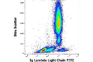 Flow cytometry surface staining pattern of human peripheral whole blood stained using anti-human Ig lambda light chain (4C2) FITC antibody (20 μL reagent / 100 μL of peripheral whole blood).
