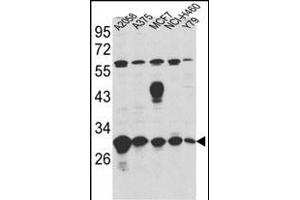 Western blot analysis of ERP29 Antibody (Center) (ABIN389440 and ABIN2839513) in ,,MCF7,NCI-,Y79 cell line lysates (35 μg/lane). (ERP29 Antikörper  (AA 151-179))