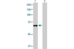 Western Blot analysis of ZNF37A expression in transfected 293T cell line by ZNF37A MaxPab polyclonal antibody. (ZNF37A Antikörper  (AA 1-561))