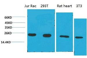Western Blot (WB) analysis of 1) Jurkat, 2)293T, 3)Rat Liver Tissue, 4)3T3 with Cyclophilin B Mouse Monoclonal Antibody diluted at 1:2000. (PPIB Antikörper)