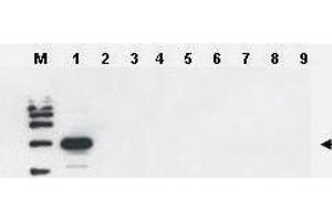Western blot using  Affinity Purified anti-Yeast ULP-1 antibody was used to confirm the specificity of the antibody. (ULP1 Antikörper)