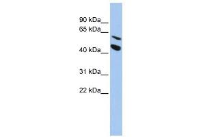 WB Suggested Anti-MMP24 Antibody Titration:  0.