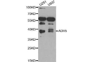 Western blot analysis of extracts of various cell lines, using ADH5 antibody. (ADH5 Antikörper  (AA 1-374))