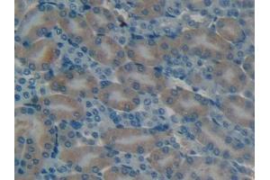 Detection of OC in Mouse Kidney Tissue using Polyclonal Antibody to Osteocalcin (OC) (Osteocalcin Antikörper  (AA 14-95))