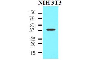 Western Blotting (WB) image for anti-Nanog Homeobox (NANOG) (AA 1-154) antibody (ABIN377226) (Nanog Antikörper  (AA 1-154))