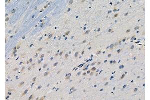 ABIN6264136 and ABIN6278994 at 1/100 staining Rat brain tissue by IHC-P. (PER1 Antikörper  (N-Term))