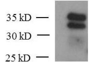 KLF6 mAb (Clone 2A2) tested by Western blot. (KLF6 Antikörper  (AA 28-199))