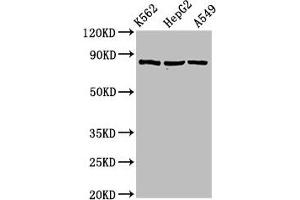 Western Blot Positive WB detected in: K562 whole cell lysate, HepG2 whole cell lysate, A549 whole cell lysate All lanes: HSP90AB1 antibody at 2 μg/mL Secondary Goat polyclonal to rabbit IgG at 1/50000 dilution Predicted band size: 84 kDa Observed band size: 84 kDa (HSP9AB1 (AA 150-355) Antikörper)