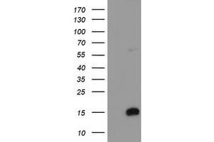Image no. 1 for anti-FXYD Domain Containing Ion Transport Regulator 3 (FXYD3) antibody (ABIN1498342)