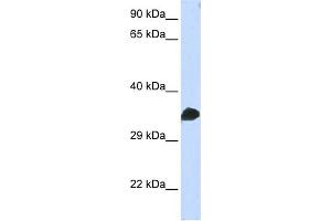 WB Suggested Anti-CDC2 Antibody Titration:  0. (CDK1 Antikörper  (N-Term))