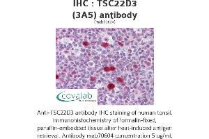 Image no. 2 for anti-TSC22 Domain Family, Member 3 (TSC22D3) (AA 1-98) antibody (ABIN1723461) (TSC22D3 Antikörper  (AA 1-98))