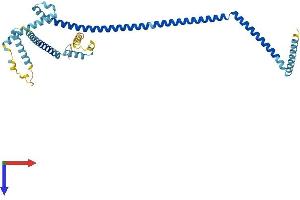 C14orf94 Protein (AA 1-363) (His tag)