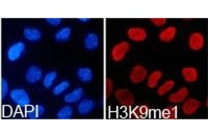 Immunofluorescence analysis of 293T cell using H3K9me1 antibody. (Histone 3 Antikörper  (H3K9me))