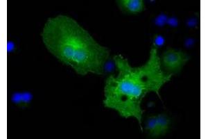 Immunofluorescence (IF) image for anti-Pyruvate Kinase, Liver and RBC (PKLR) antibody (ABIN1500248) (PKLR Antikörper)