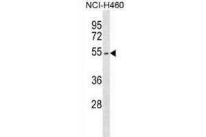 Western Blotting (WB) image for anti-Erythropoietin Receptor (EPOR) antibody (ABIN2998915) (EPOR Antikörper)